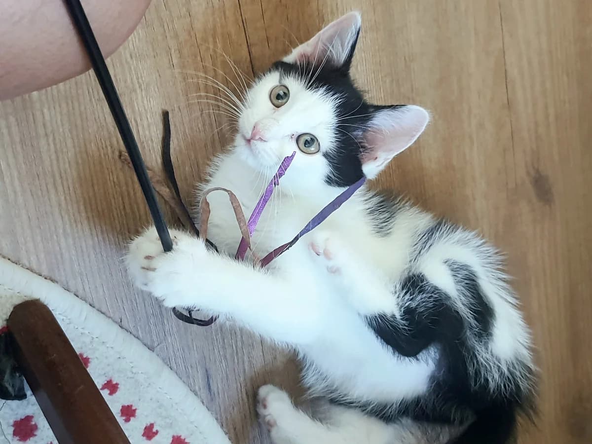 Ninji, female Mixed Breed for adoption at Dierencentrum de Ark, Apeldoorn