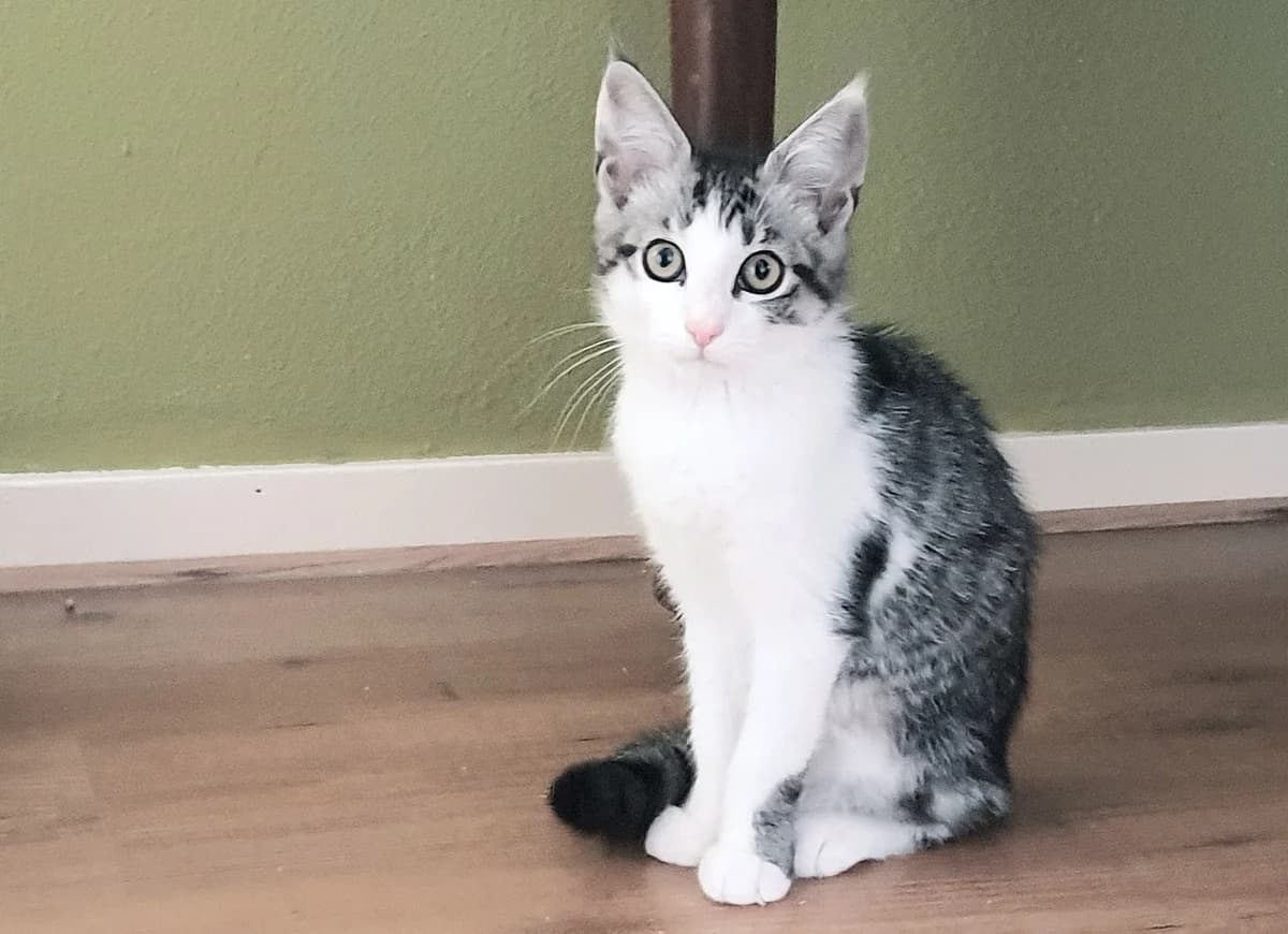Noddy, male Mixed Breed for adoption at Dierencentrum de Ark, Apeldoorn