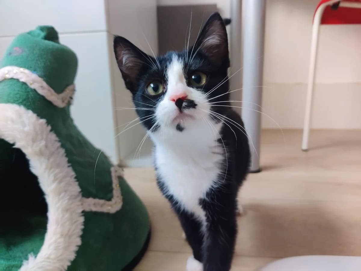Noga, female Mixed Breed for adoption at Dierencentrum de Ark, Apeldoorn