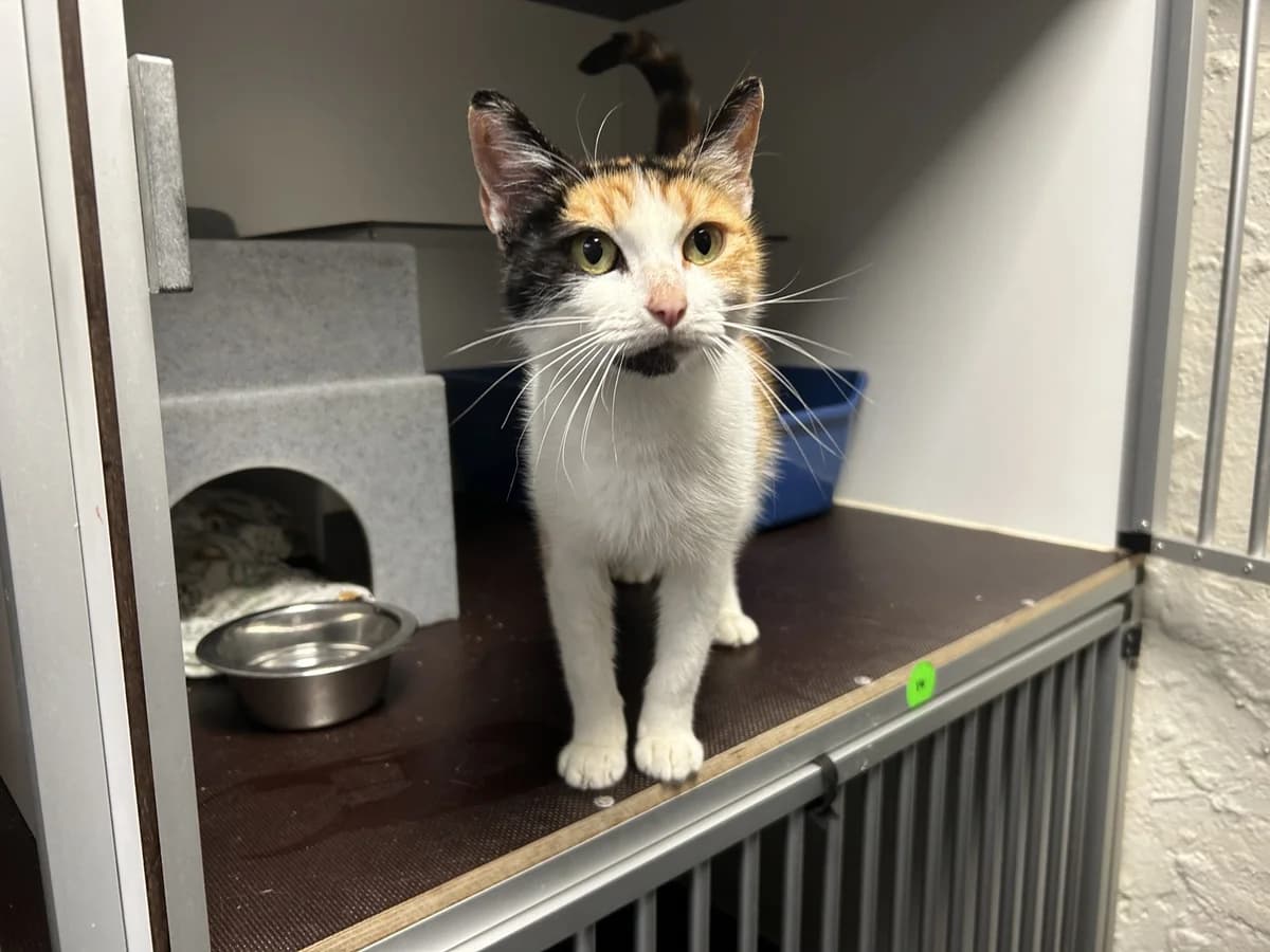 Nora, female Mixed Breed for adoption at Dierencentrum de Ark, Apeldoorn