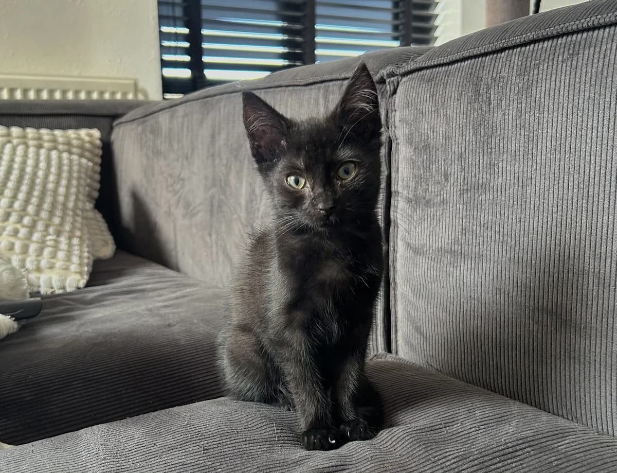 Nova, female Mixed Breed for adoption at Dierencentrum de Ark, Apeldoorn