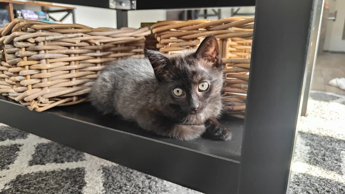 Nylo, male Mixed Breed for adoption at Dierencentrum de Ark, Apeldoorn