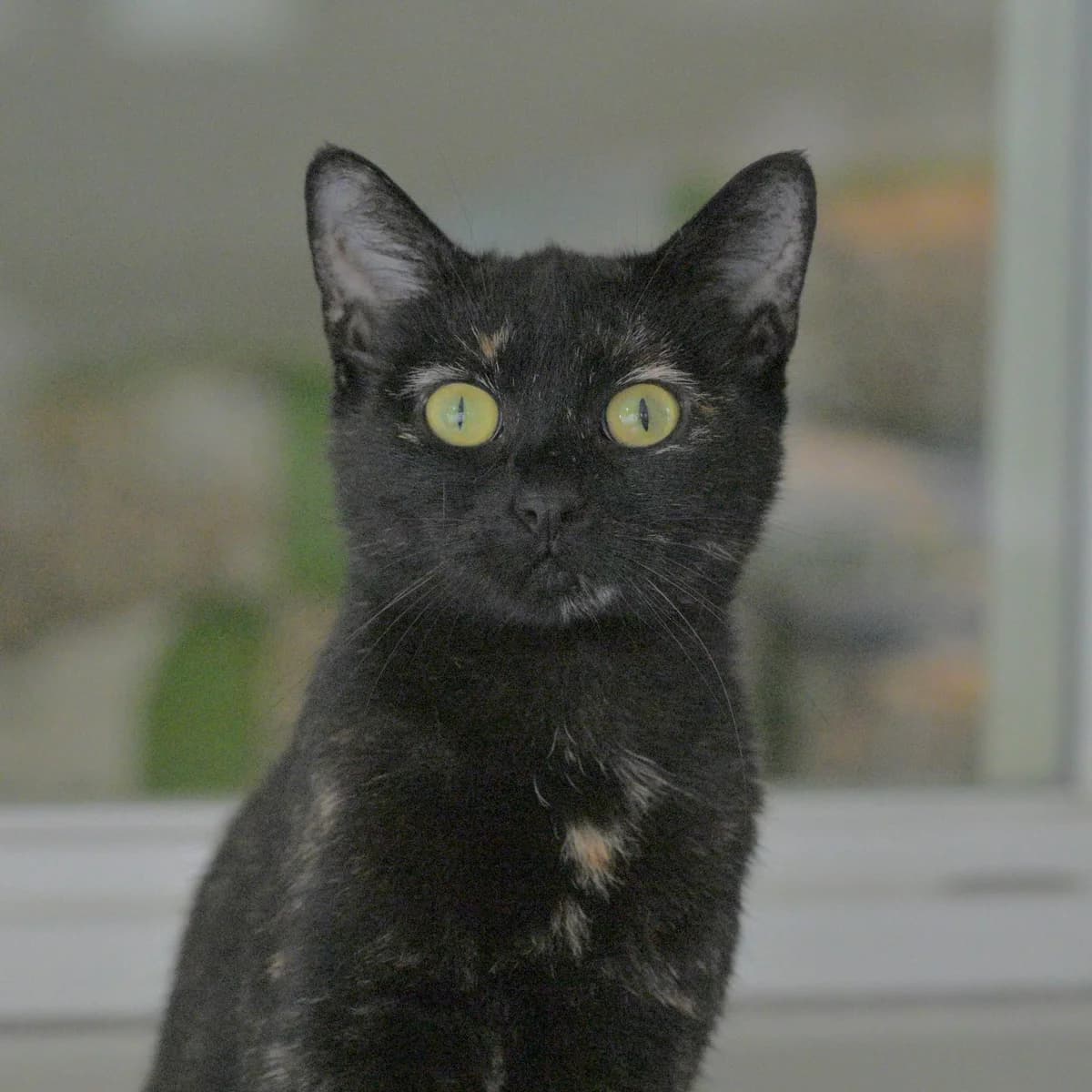 Olga, female Mixed Breed for adoption at Dierencentrum de Ark, Apeldoorn