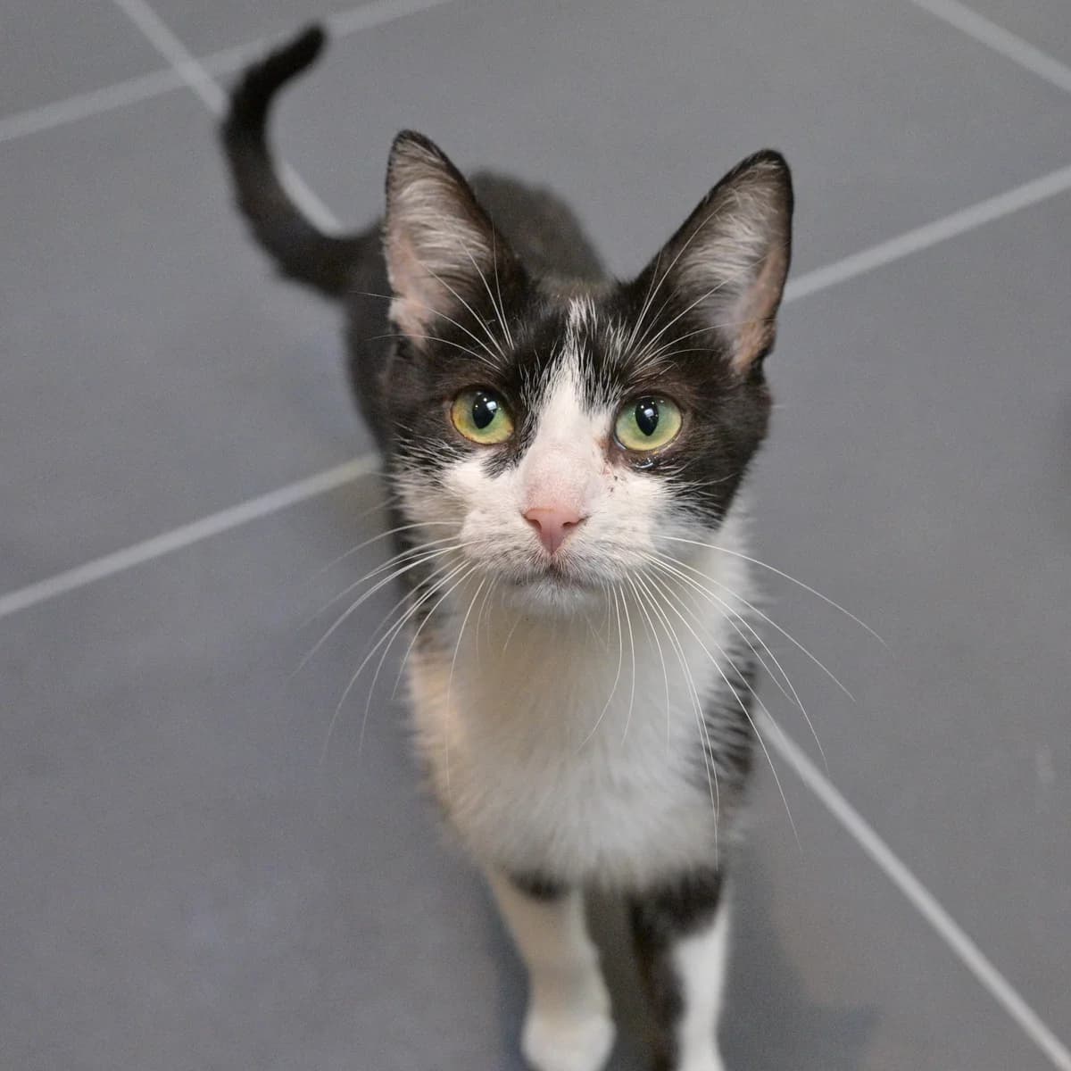 Paulien, female Mixed Breed for adoption at Dierencentrum de Ark, Apeldoorn