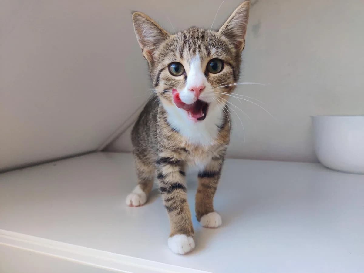 Pesca, female Mixed Breed for adoption at Dierencentrum de Ark, Apeldoorn