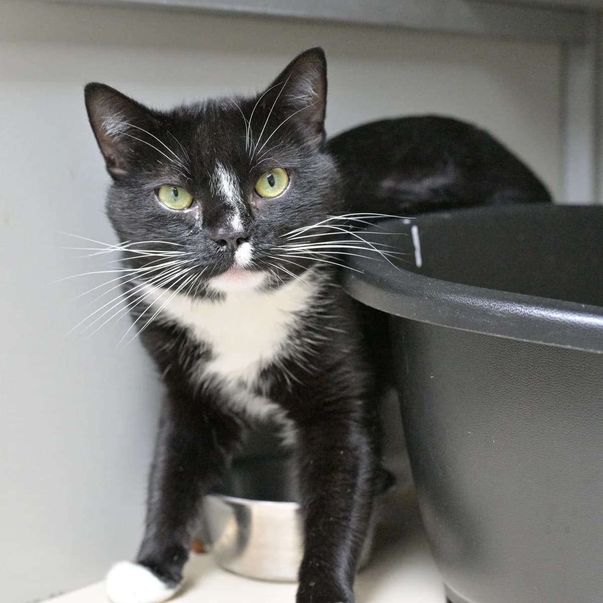Piet, male Mixed Breed for adoption at Dierencentrum de Ark, Apeldoorn