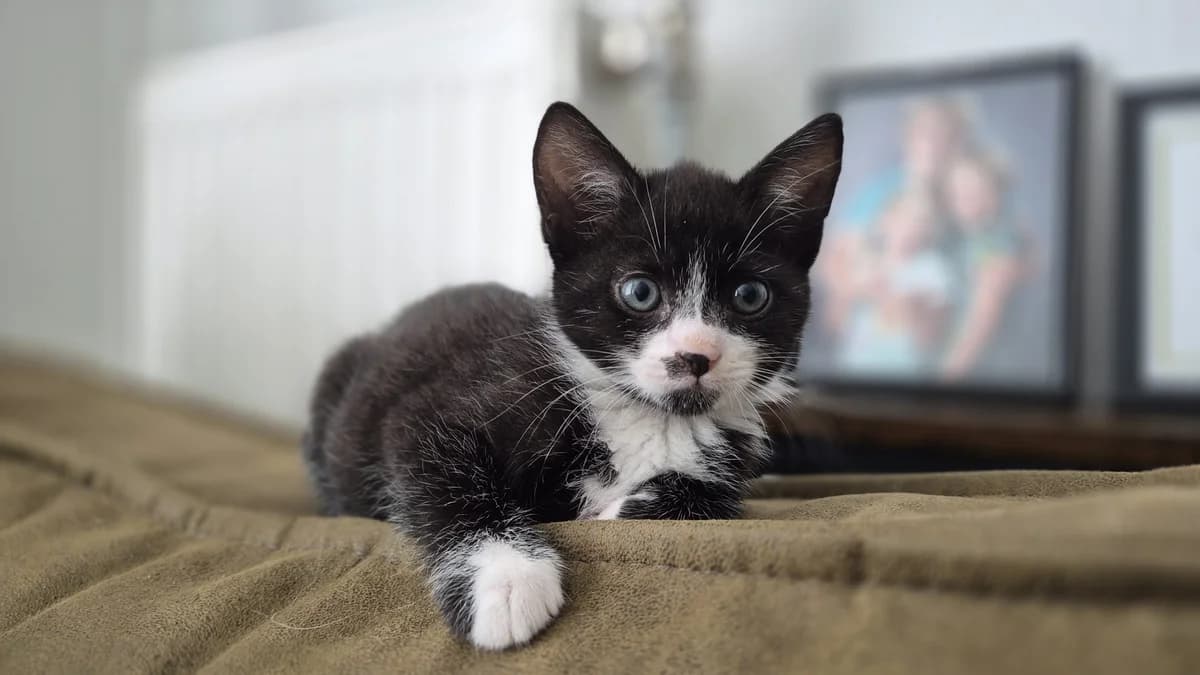 Pino, male Mixed Breed for adoption at Dierencentrum de Ark, Apeldoorn