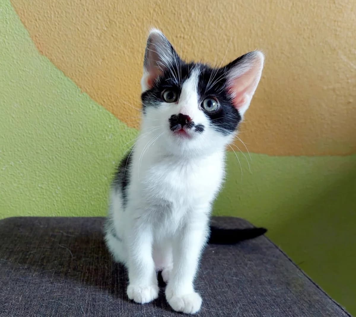 Pip, female Mixed Breed for adoption at Dierencentrum de Ark, Apeldoorn