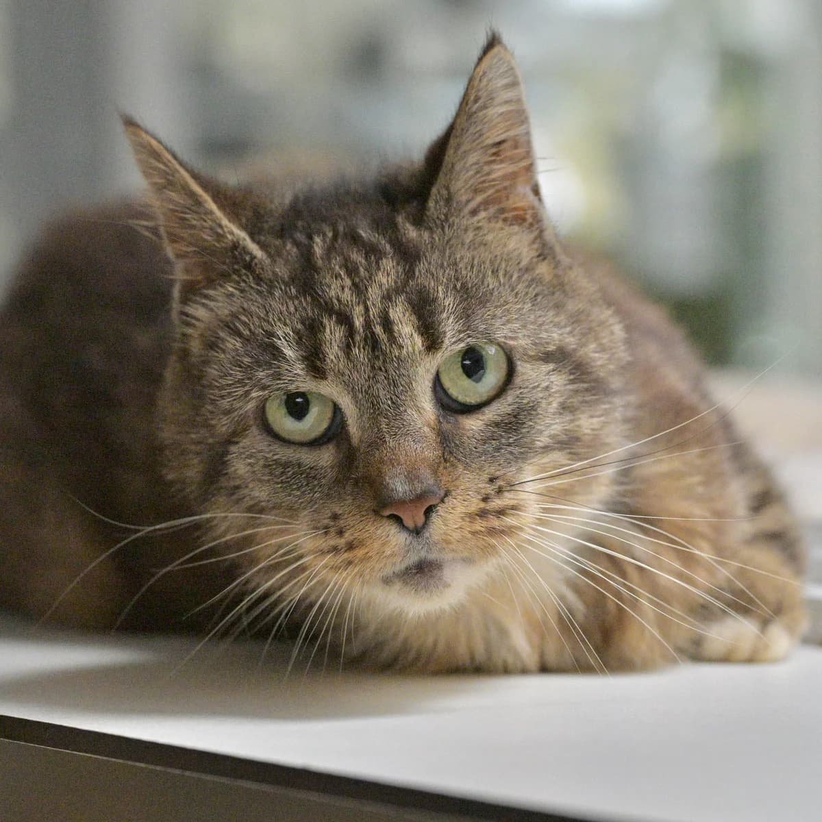 Pippa, female Mixed Breed for adoption at Dierencentrum de Ark, Apeldoorn