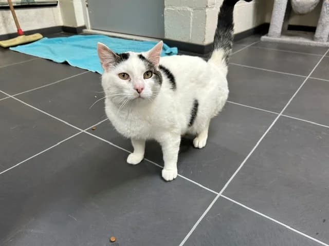 Pixie, female Mixed Breed for adoption at Dierencentrum de Ark, Apeldoorn