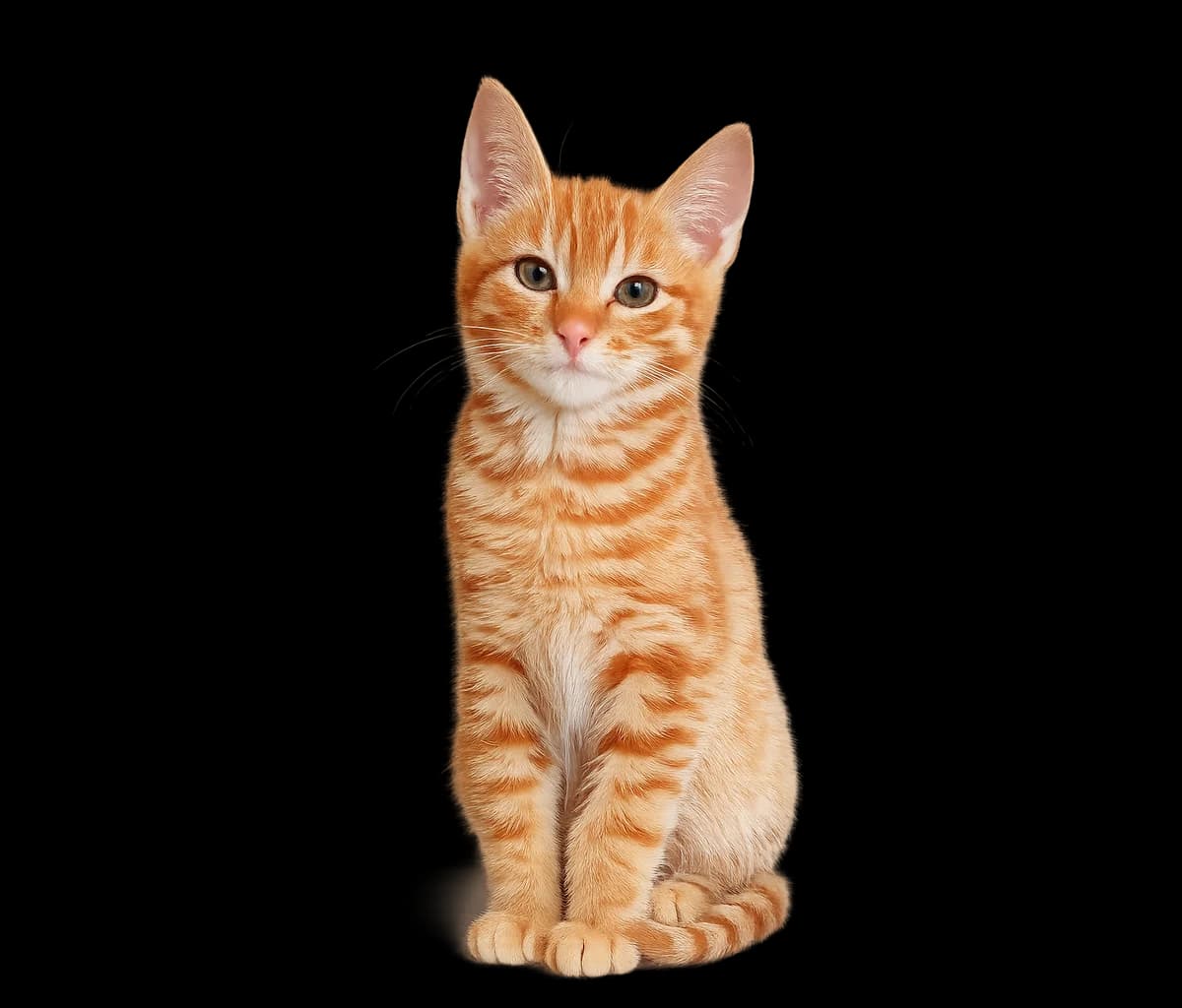Rafi, male Mixed Breed for adoption at Dierencentrum de Ark, Apeldoorn