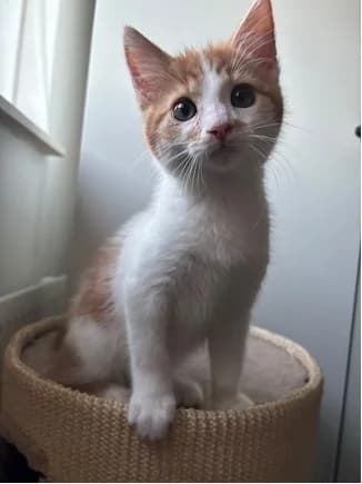 Ray, male Mixed Breed for adoption at Dierencentrum de Ark, Apeldoorn