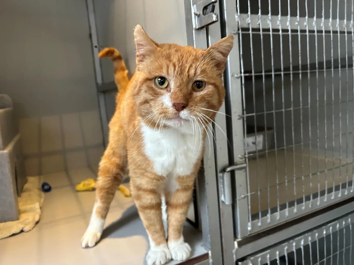 Rocky, male Mixed Breed for adoption at Dierencentrum de Ark, Apeldoorn