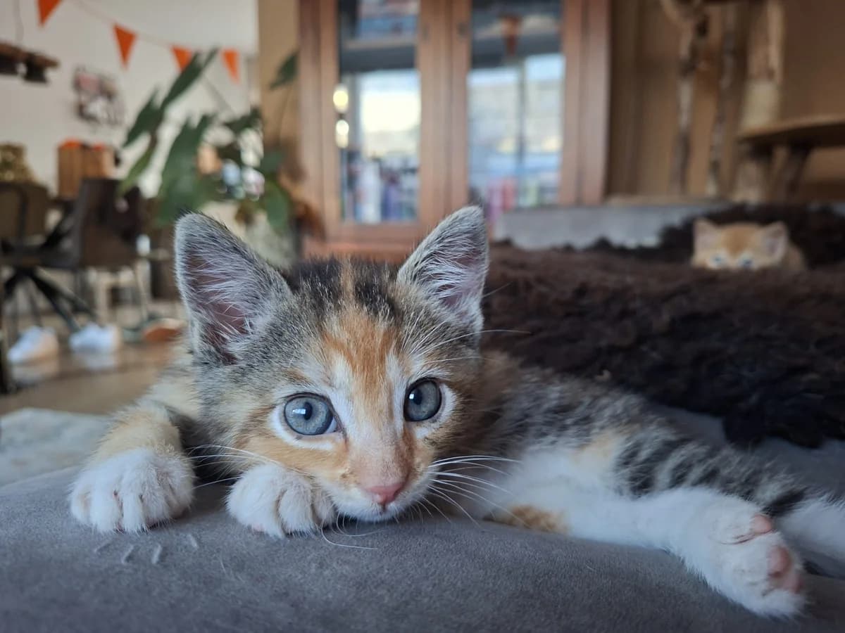 Rocky kitten, female Mixed Breed for adoption at Dierencentrum de Ark, Apeldoorn