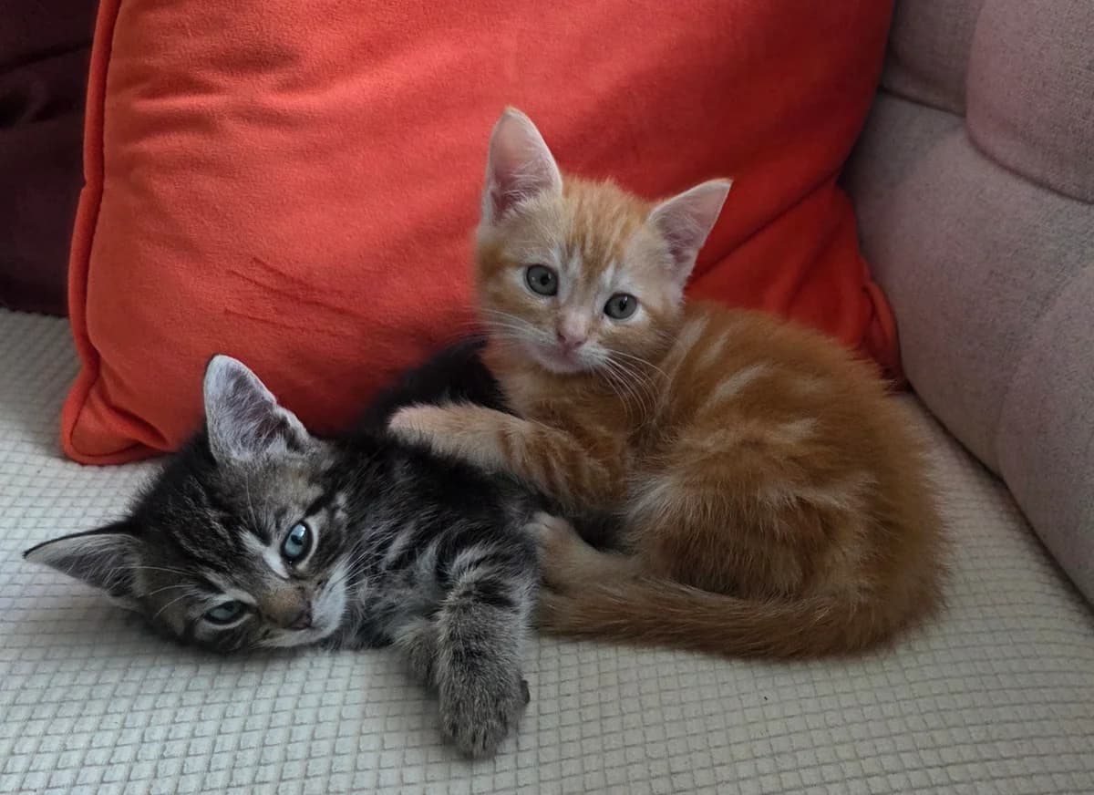 Roderick en Frederick, male Mixed Breed for adoption at Dierencentrum de Ark, Apeldoorn