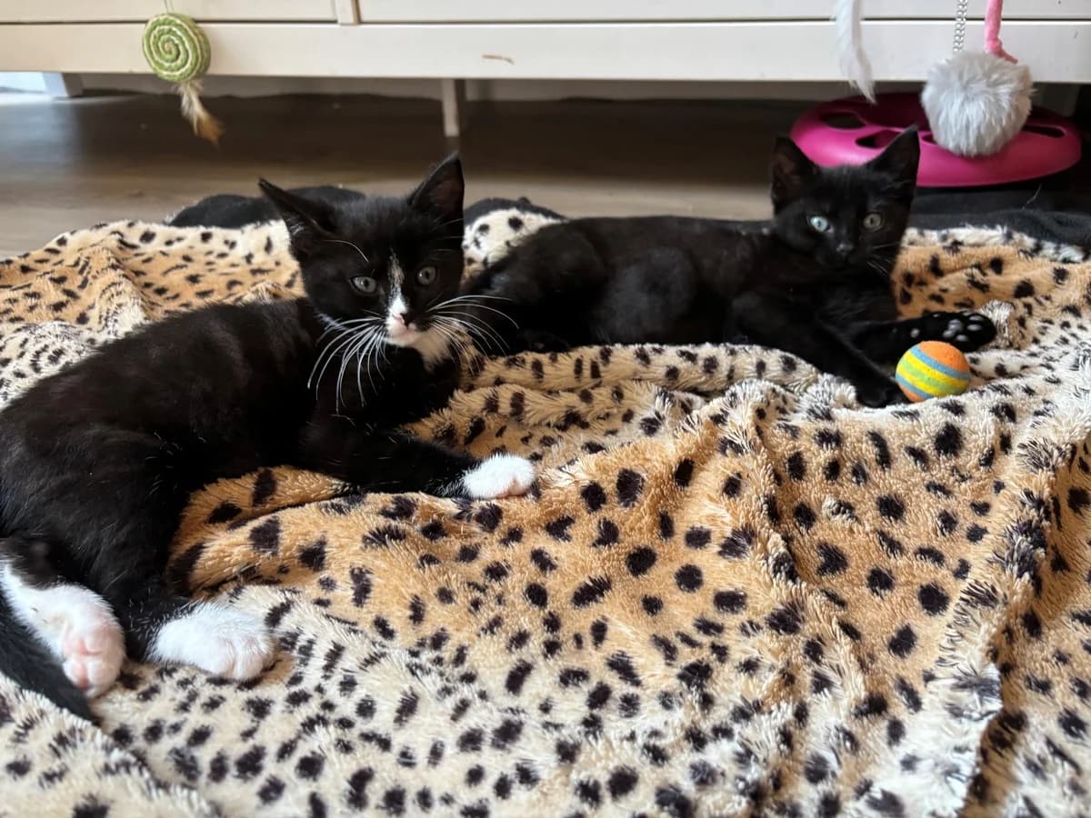 Romy & Roxy, female Mixed Breed for adoption at Dierencentrum de Ark, Apeldoorn