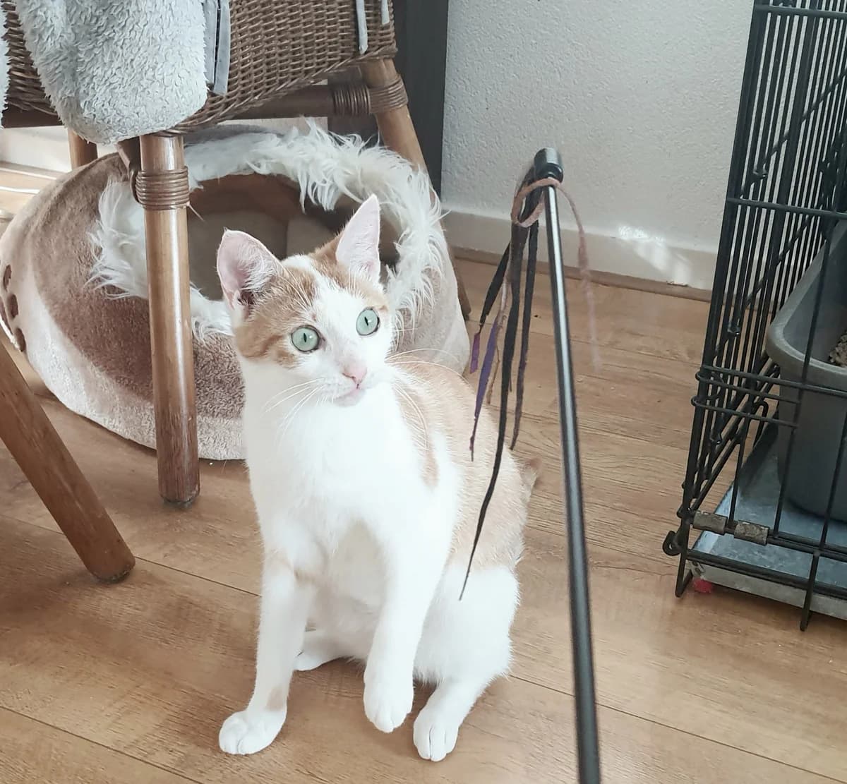 Ruby, female Mixed Breed for adoption at Dierencentrum de Ark, Apeldoorn