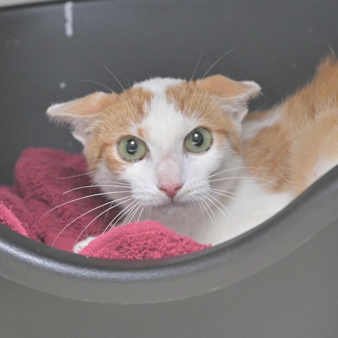 Ruby, female Mixed Breed for adoption at Dierencentrum de Ark, Apeldoorn