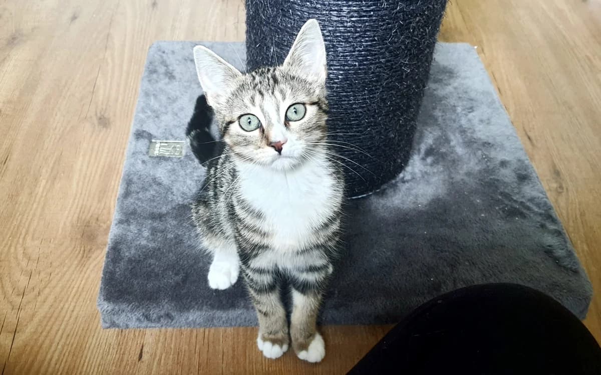 Rupsje, male Mixed Breed for adoption at Dierencentrum de Ark, Apeldoorn