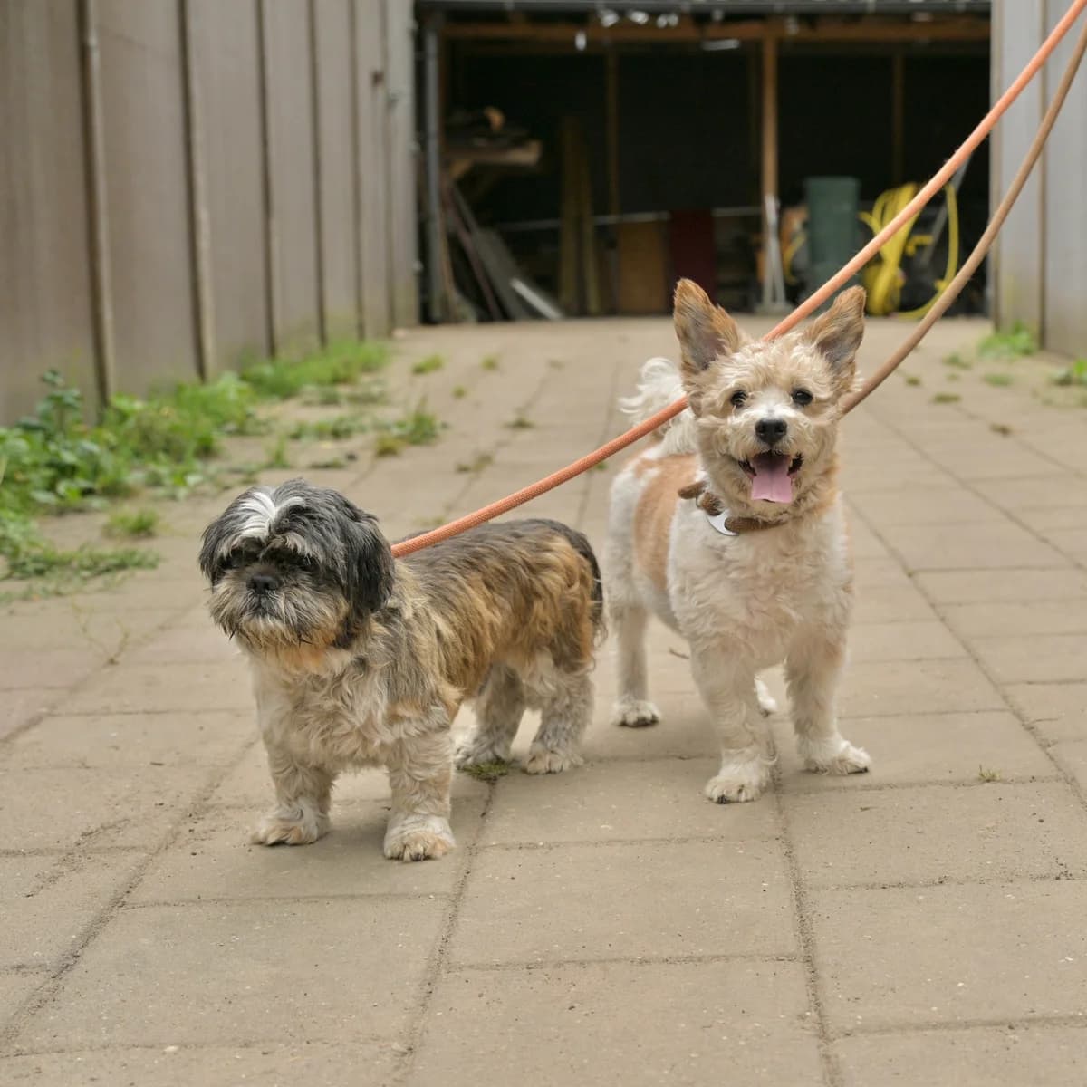 Sam en Cody, male Mixed Breed for adoption at Dierencentrum de Ark, Apeldoorn