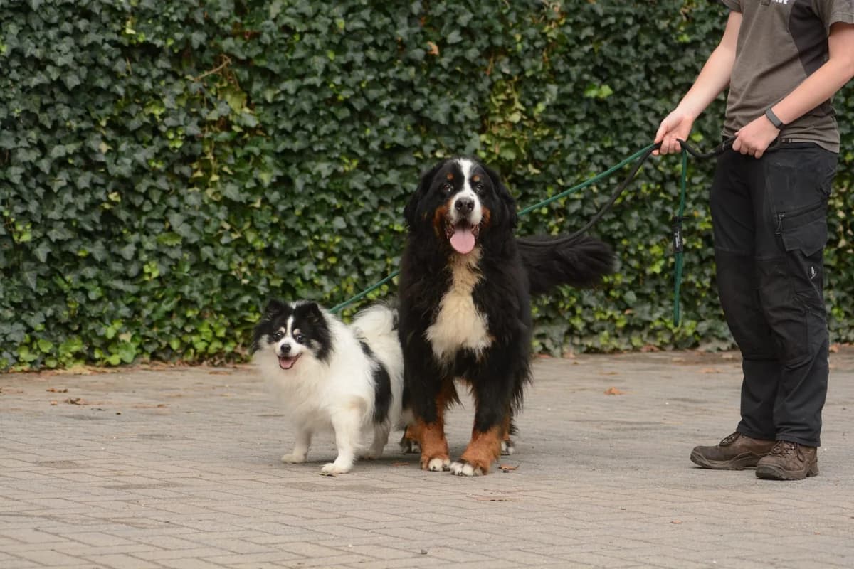Sara en Pieter, male Mixed Breed for adoption at Dierencentrum de Ark, Apeldoorn