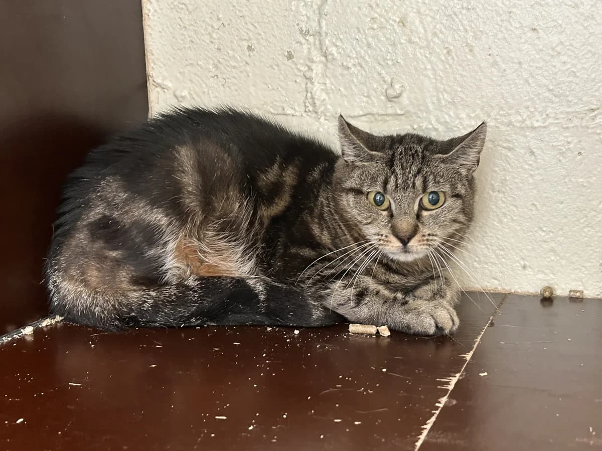 Saskia, female Mixed Breed for adoption at Dierencentrum de Ark, Apeldoorn