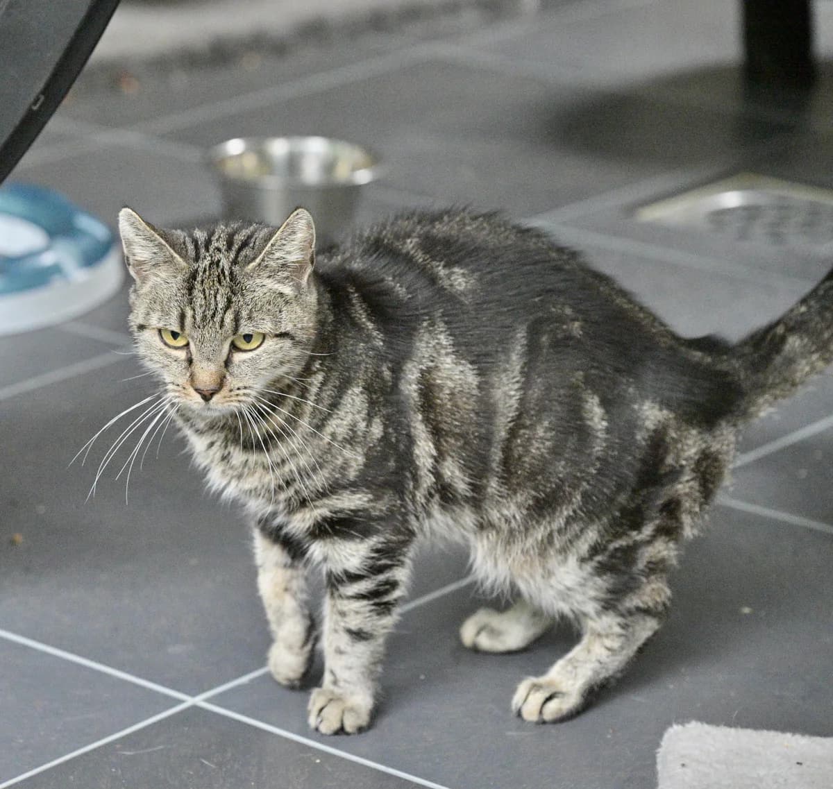 Saskia, female Mixed Breed for adoption at Dierencentrum de Ark, Apeldoorn