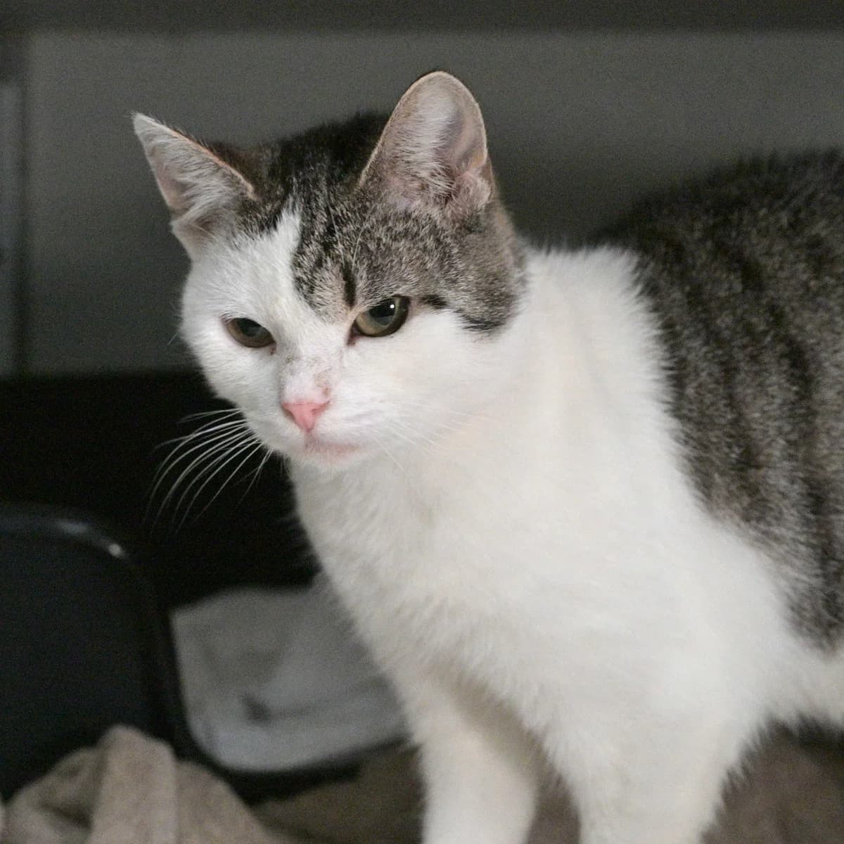 Senna, female Mixed Breed for adoption at Dierencentrum de Ark, Apeldoorn