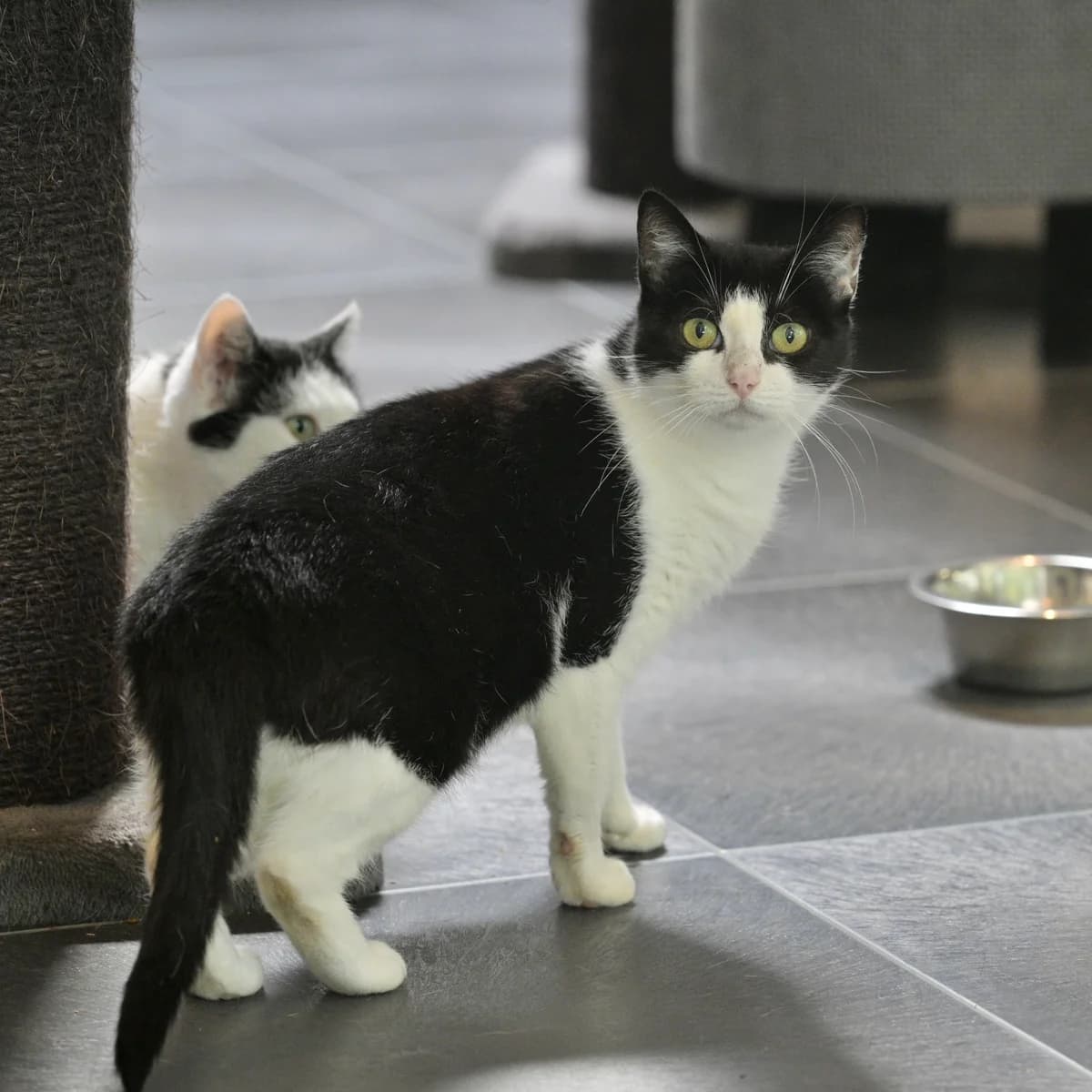 Sensi, female Mixed Breed for adoption at Dierencentrum de Ark, Apeldoorn