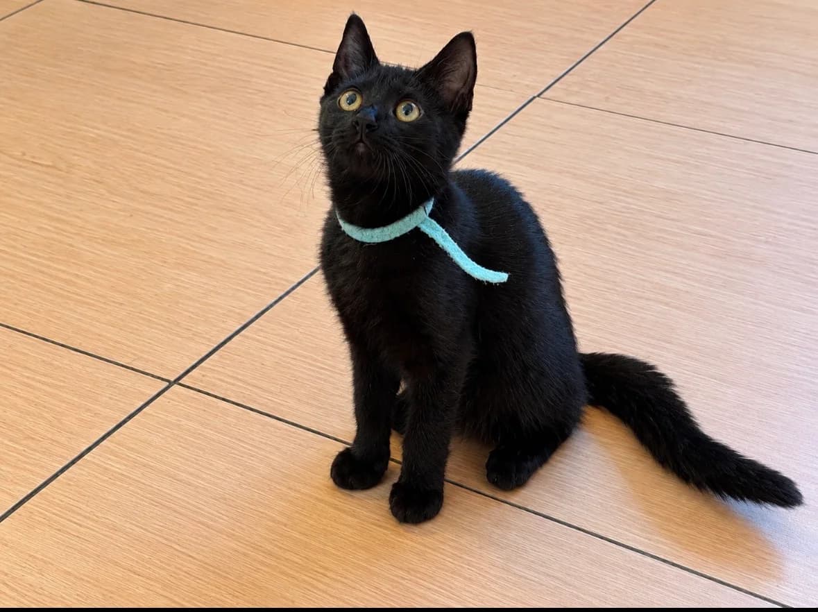 Shadow, male Mixed Breed for adoption at Dierencentrum de Ark, Apeldoorn
