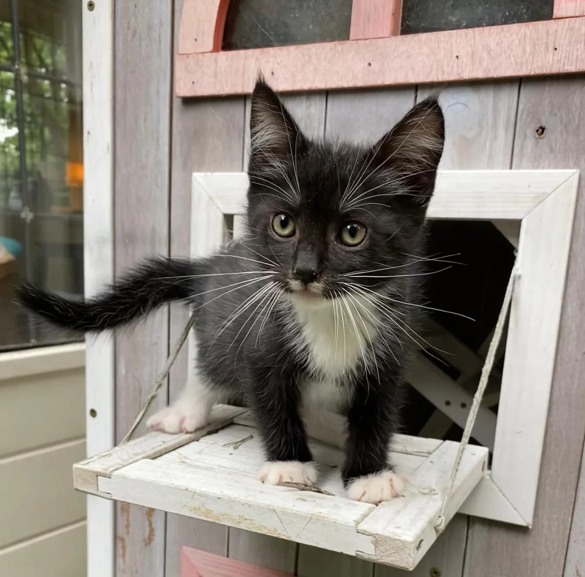 Simon, male Mixed Breed for adoption at Dierencentrum de Ark, Apeldoorn