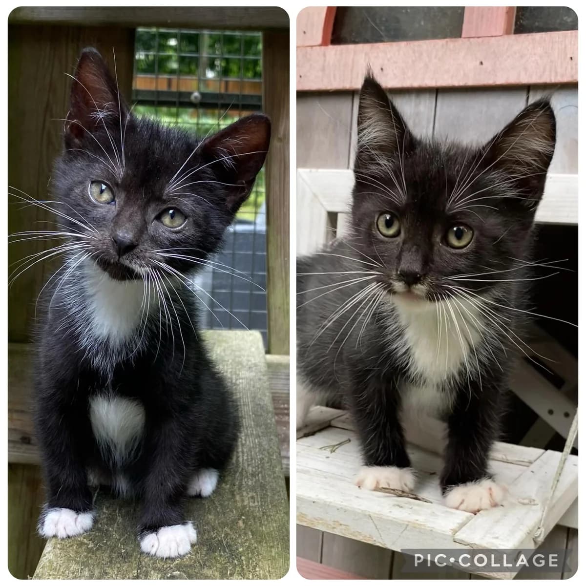 Simon en Sofia, male Mixed Breed for adoption at Dierencentrum de Ark, Apeldoorn