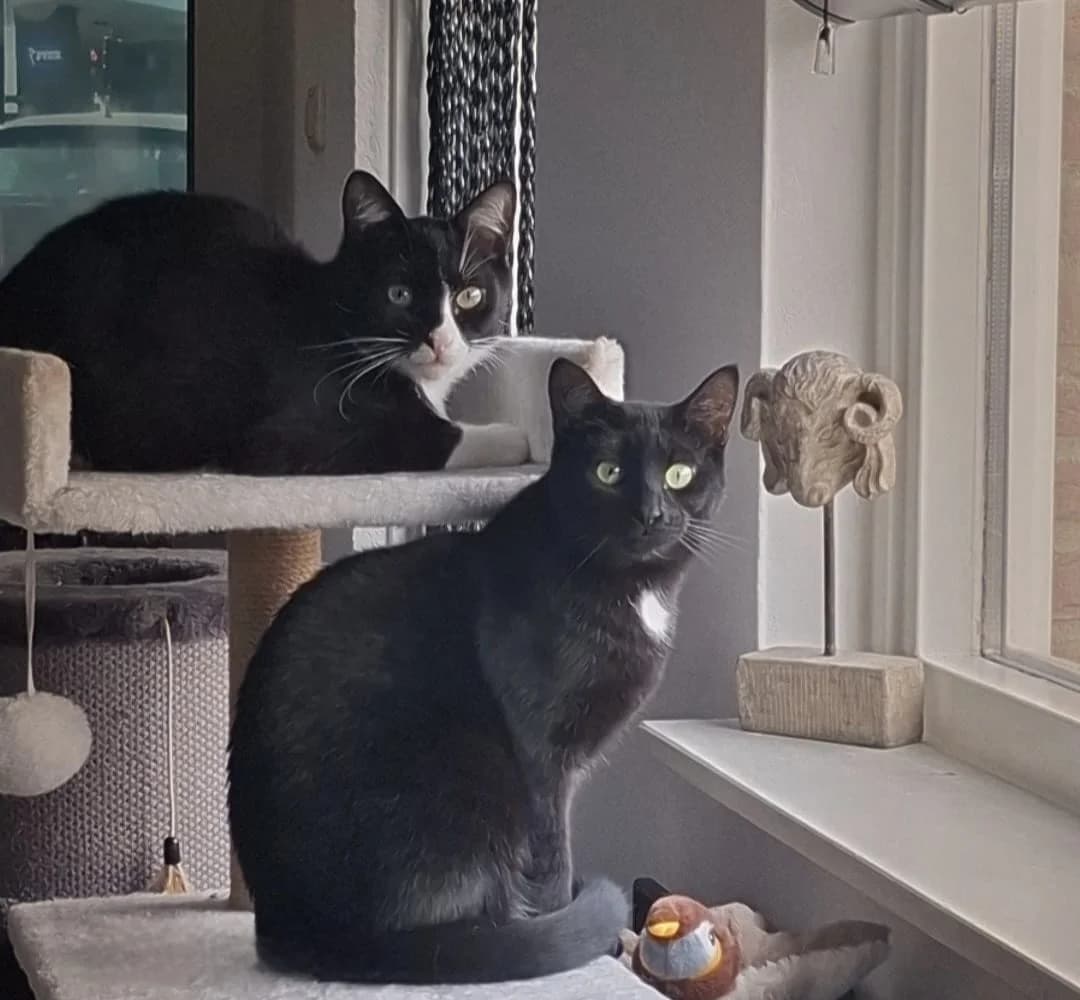 Sjoerd en Roos, male Mixed Breed for adoption at Dierencentrum de Ark, Apeldoorn