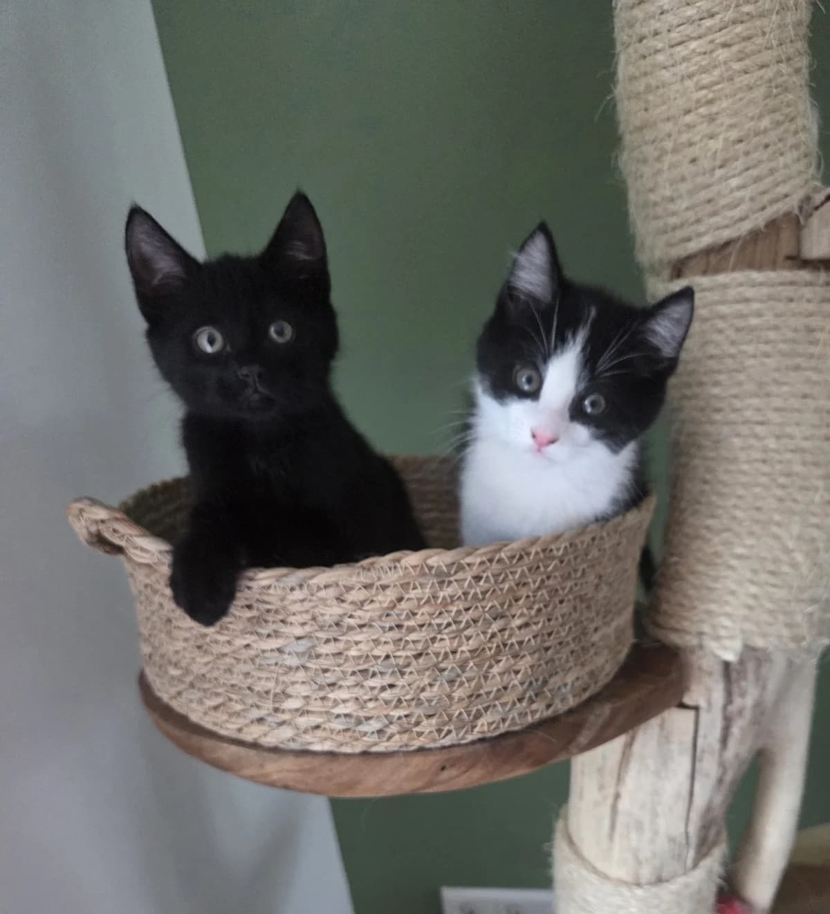 Sjors en Sambal, male Mixed Breed for adoption at Dierencentrum de Ark, Apeldoorn