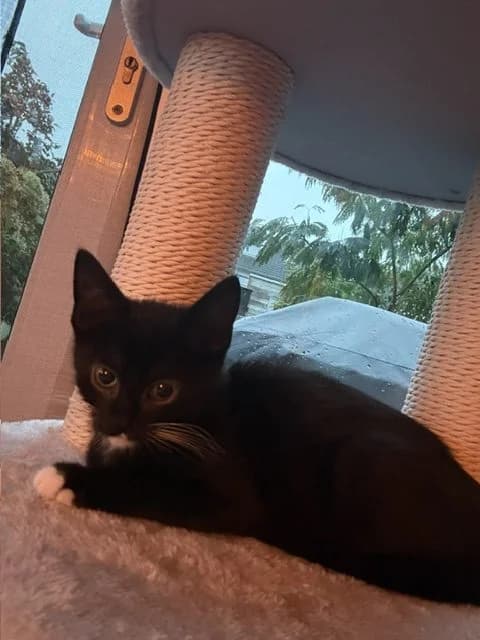 Skittles, male Mixed Breed for adoption at Dierencentrum de Ark, Apeldoorn