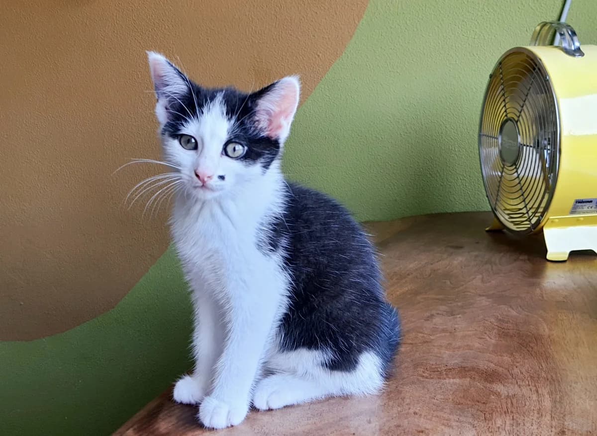Stip, female Mixed Breed for adoption at Dierencentrum de Ark, Apeldoorn