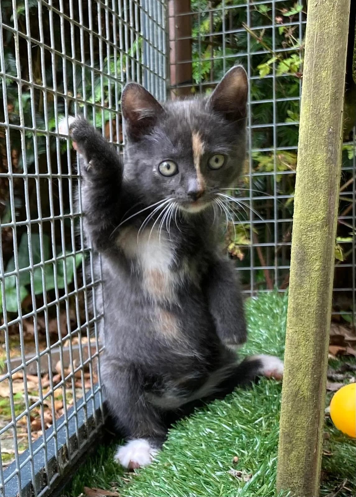 Sylvia, female Mixed Breed for adoption at Dierencentrum de Ark, Apeldoorn