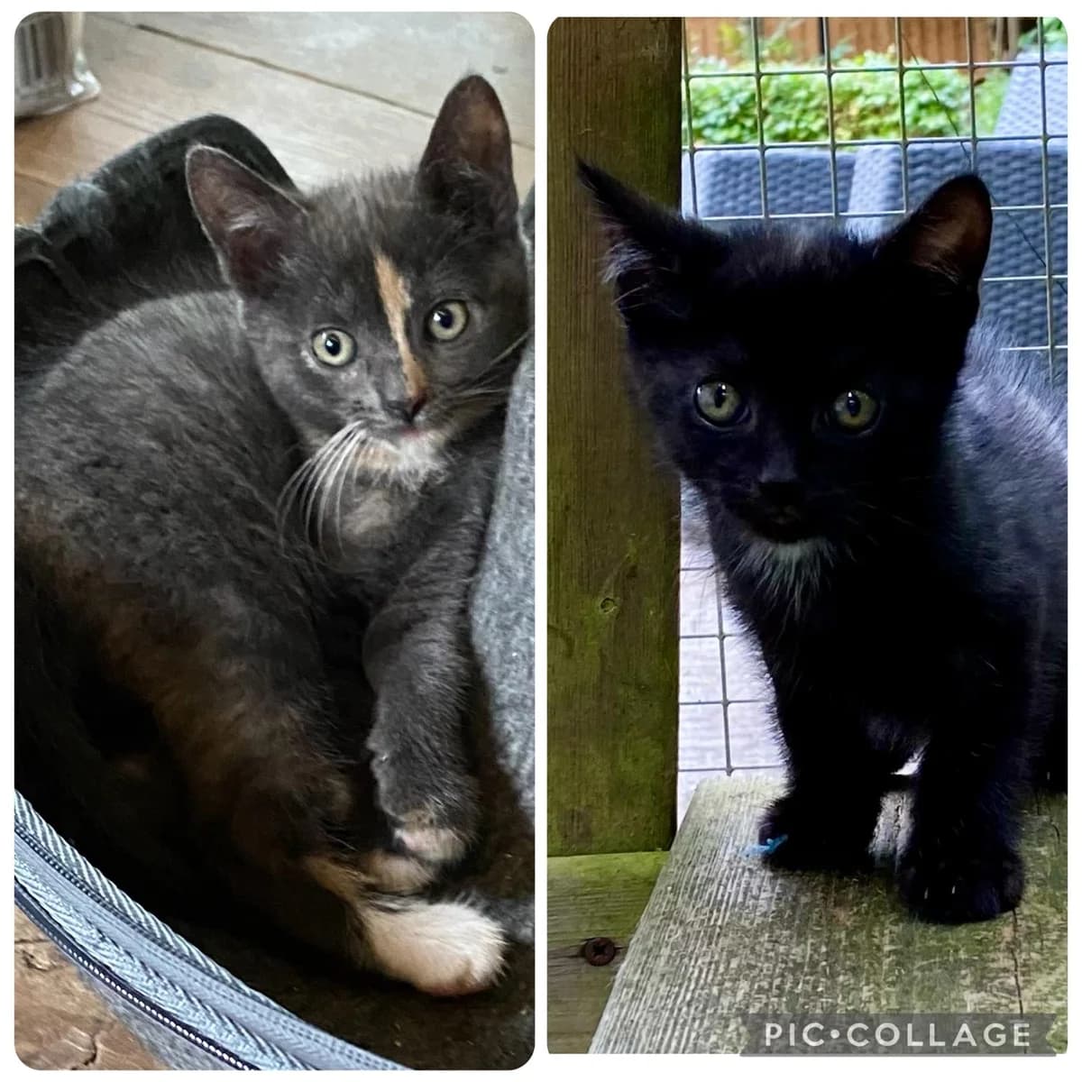 Sylvia en Sven, female Mixed Breed for adoption at Dierencentrum de Ark, Apeldoorn
