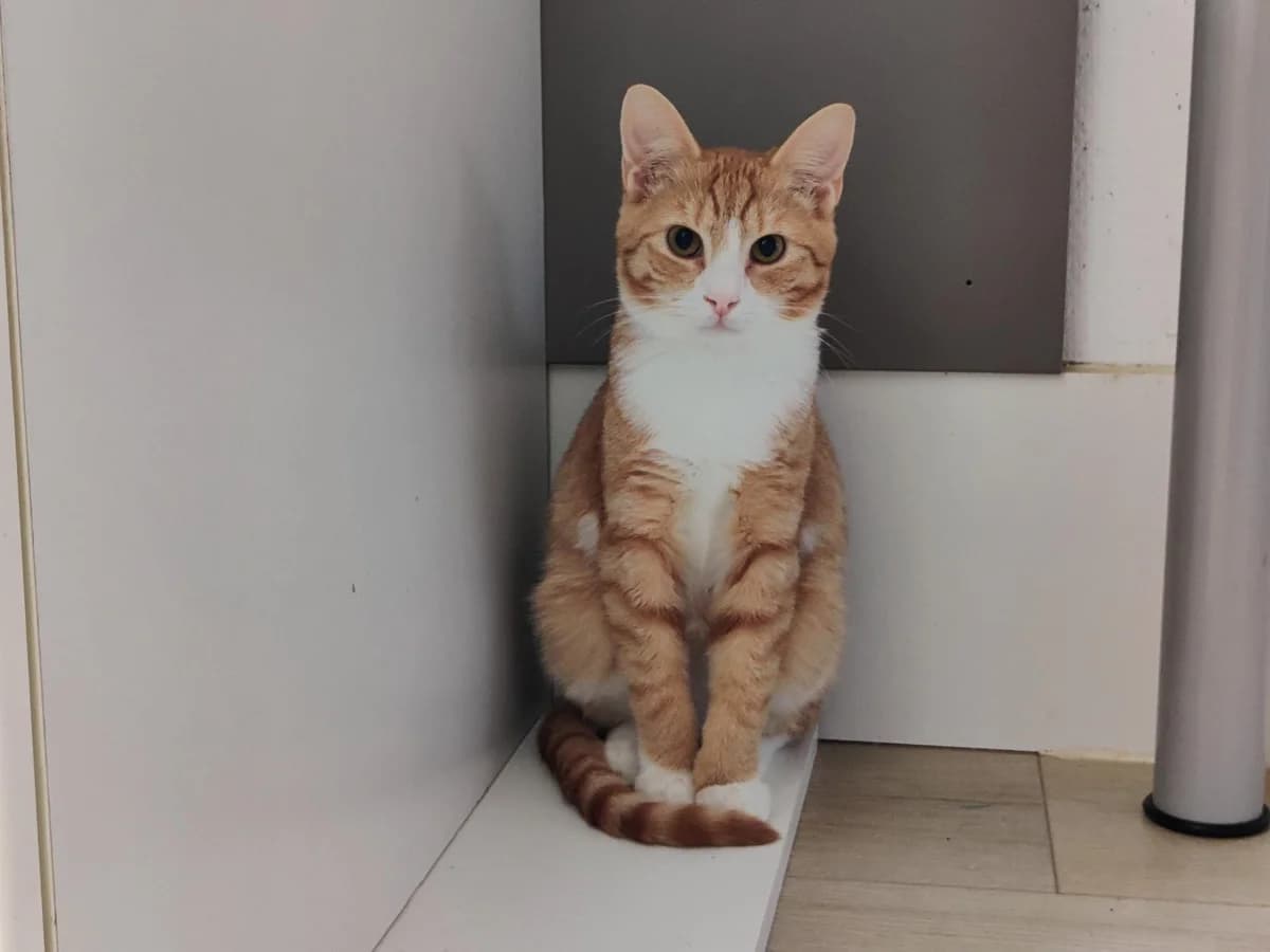 Teddy, male Mixed Breed for adoption at Dierencentrum de Ark, Apeldoorn