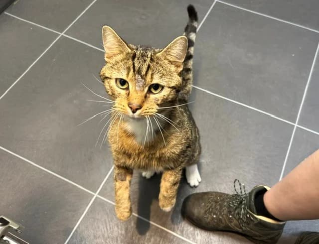Toon, male Mixed Breed for adoption at Dierencentrum de Ark, Apeldoorn