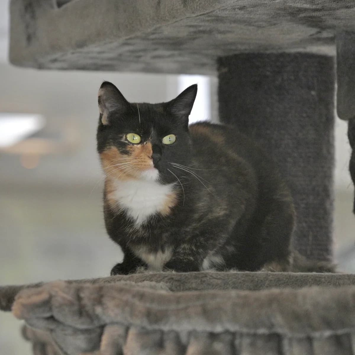 Troetel, female Mixed Breed for adoption at Dierencentrum de Ark, Apeldoorn