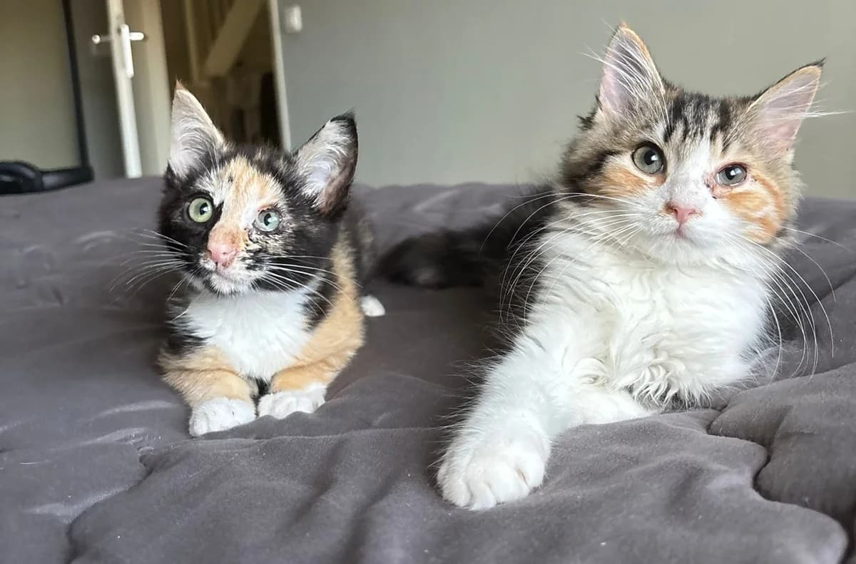 Twinkle en Star, female Mixed Breed for adoption at Dierencentrum de Ark, Apeldoorn