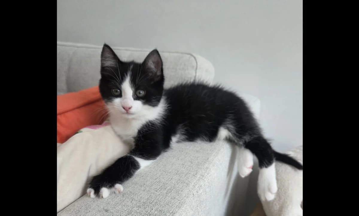 Veel kittens, female Mixed Breed for adoption at Dierencentrum de Ark, Apeldoorn