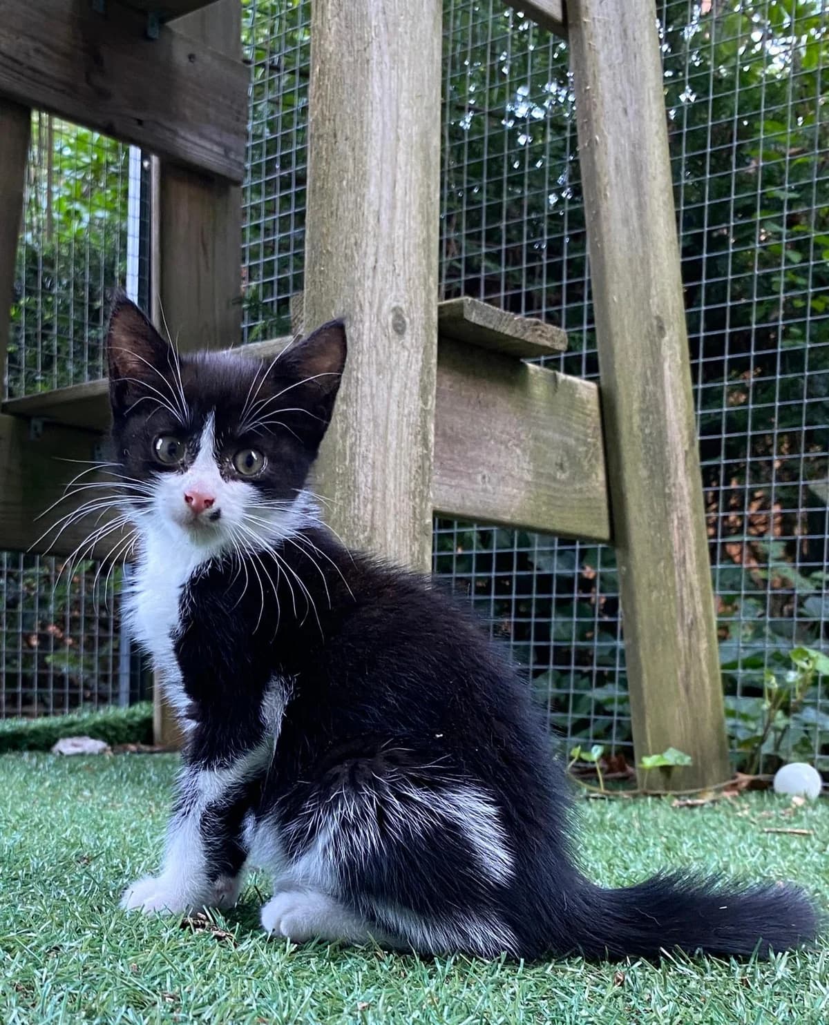 Vita, male Mixed Breed for adoption at Dierencentrum de Ark, Apeldoorn