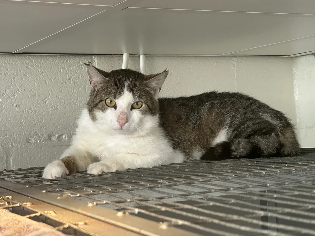 Wim, male Mixed Breed for adoption at Dierencentrum de Ark, Apeldoorn