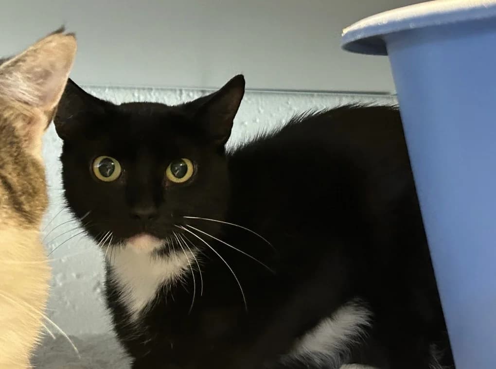 Winnie, female Mixed Breed for adoption at Dierencentrum de Ark, Apeldoorn