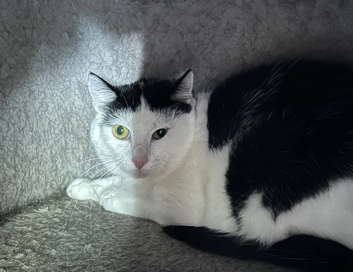 Winnie, female Mixed Breed for adoption at Dierencentrum de Ark, Apeldoorn
