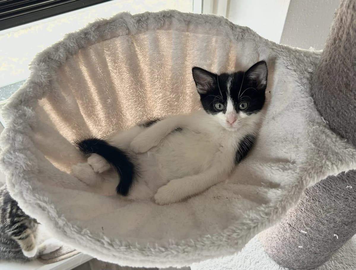 Yoyo, female Mixed Breed for adoption at Dierencentrum de Ark, Apeldoorn