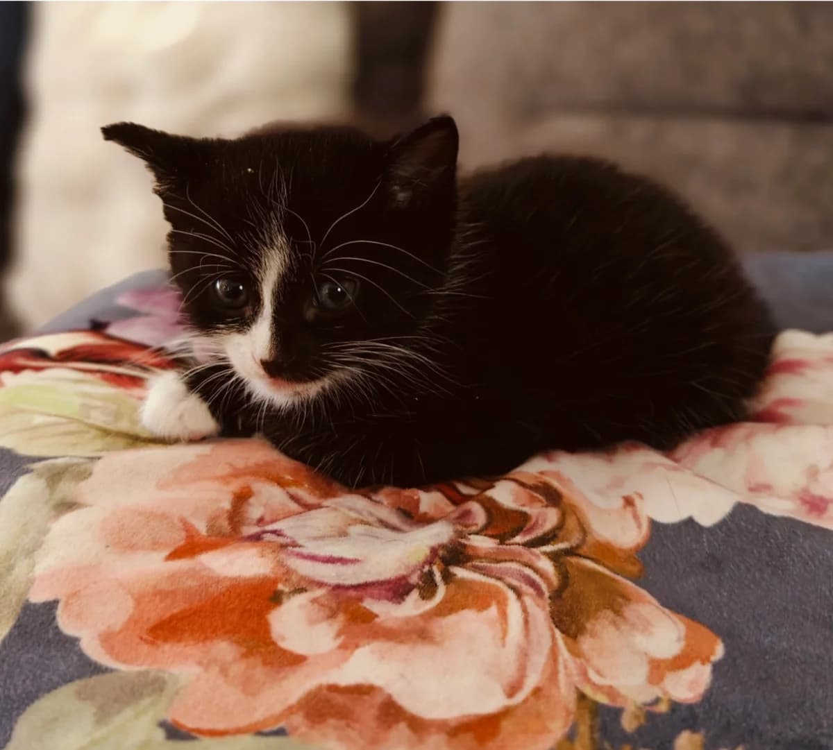 Zara, female Mixed Breed for adoption at Dierencentrum de Ark, Apeldoorn