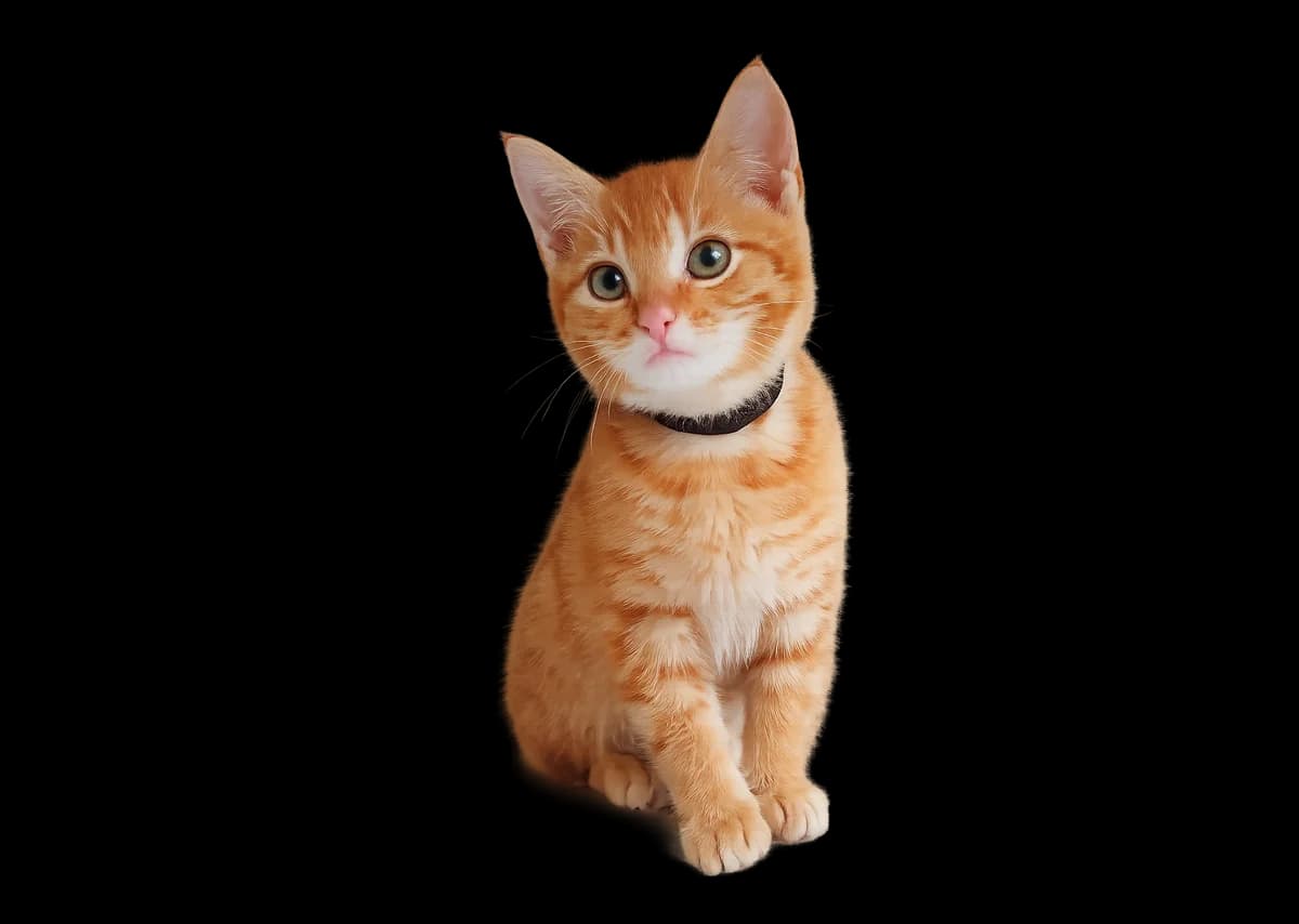 Zazou, male Mixed Breed for adoption at Dierencentrum de Ark, Apeldoorn
